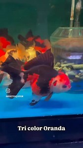 2.6K views · 22 reactions | Oranda goldfish are a popular variety of...