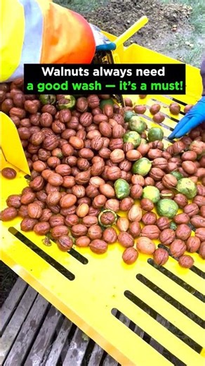 Walnuts always need a good wash — it’s a must! #walnut #nut #technology