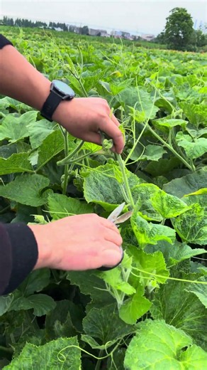 Harvesting Fresh Pumpkin Shoots: Pruning Tender Greens #shorts
