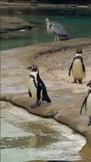 🦁 Explore the World's Largest Zoo in Nebraska! 🌍🐠
