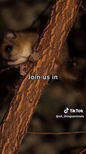 Creatures of the Night: A Closer Look at Nocturnal Animals #animals #facts #animallover #education