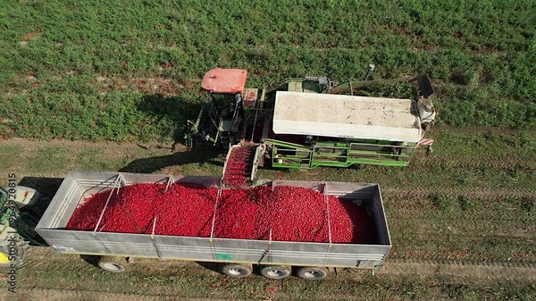 Tomato harvester working and unloading tomatoes into tractor trailer in central italy drone shot