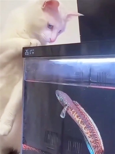 Cute Cat Video Compilation Part 274