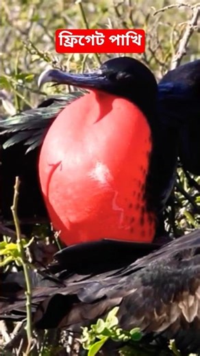 Strange bird frigate bird. Frigate bird #frigatebird