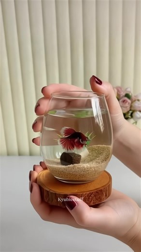 Create Your Own Mini Aquarium Aesthetic