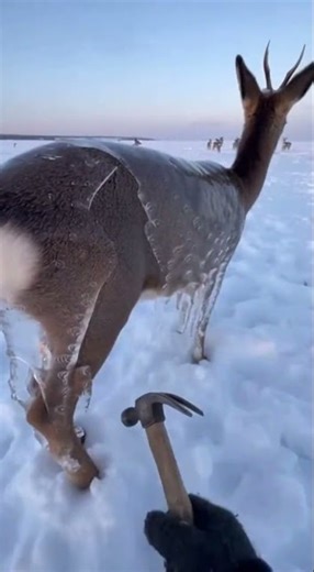 Deer Frozen in Ice After Storm… Then This Happens 🦌❄️
