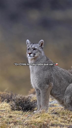 Chile es un viaje que encanta 🤩. Desde las maravillas del norte, la imponente Cordillera de los Andes, cielos estrellados o hasta una aventura por el sur. Cada paisaje despierta algo profundo. 👉 Ven y recorre Chile, donde cada rincón es una historia única. ¿En qué lugar de Chile tendrás tu próxima experiencia? 🇨🇱 📸 IG: @timothydhalleine / @kiltro_exploro / @jm.wildlife / @marlondutoit / @drone_sureno / @blognosnochile / @iberangel_ / @chilesinfin / @miguelmoreira.cl / @mari_moraes / @santia