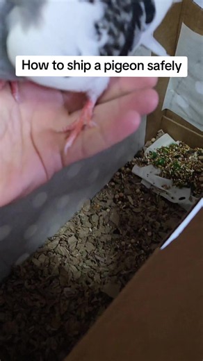 Shipping a pet pigeon cross country in 24 hours