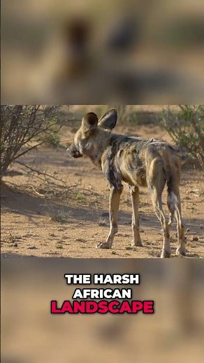 The Unbelievable Survival Strategies of African Wild Dogs