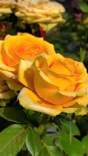 Aesthetic Rose Garden 🌹💫 | Relax & Enjoy