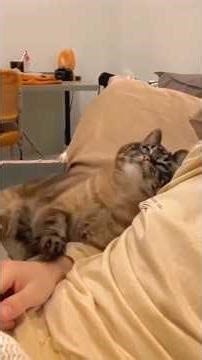 Cuddly Cats, Stormy Fears & Kitten Love Explosion