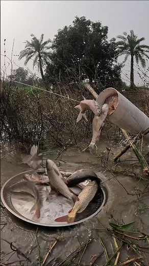 New technique of catching many indigenous fish through pipe trap #pipe #trap