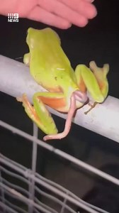 Only in Australia... Another frog has been spotted pooing out a snake in Queensland by Sunshine Coast Snake Catchers 24/7 The unusual sighting is the second one in just a few days - as experts struggle to make sense of the bizarre encounter. FULL STORY: https://nine.social/93g #9News | WATCH LIVE 6pm | 9 News