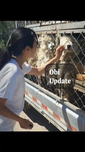 11K views · 489 reactions | Stunning Samoyed Obi rescued from a dog...