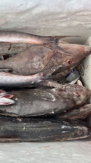 Walu, Ogo, Saqa & Dakoni. Good quality, great taste, best prices. Hurry before it’s gone! Location: Vunika, Labasa. 9523890/9654327 #fishing #Labasa #FijiNews #fish | Savneet Sachin