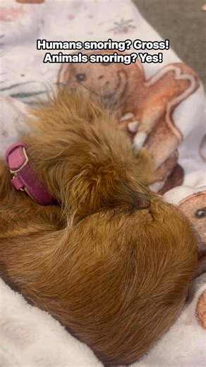 Your daily dose of puppy snores! #snoring #snoringdog #SnoringSolution #animals #animalsofinstagram #animalsoftiktok #puppylove #puppy #puppylife | Ruru Ruru
