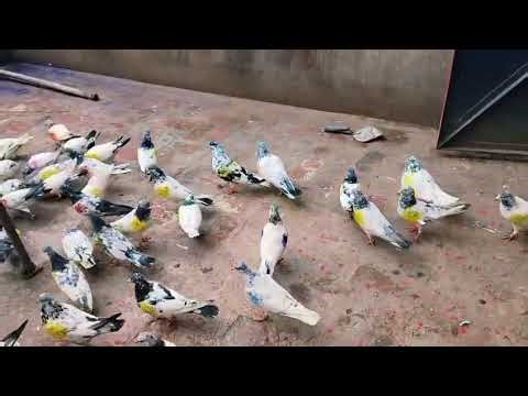 55 pc urgent sale onlyyyy 350 rs per, delivery all india 7719415658,,9781315658