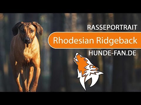 ► Rhodesian Ridgeback [2020] History, Appearance, Temperament, Training, Exercise, Care & Health