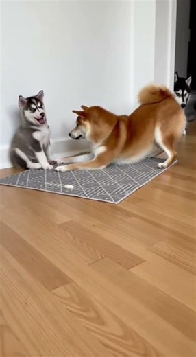 Shiba Inu Bullies Husky Puppy 😱😨🐱🐕