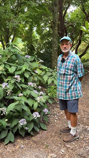 Hydrangea involucrata 'Wim Rutten' adds much needed color to the shade garden in mid-to-late summer. The tight flower buds slowly open providing weeks of nectar rich flowers to the pollinators. The rough, sandpapery foliage is generally unbothered by deer and remains attractive until frost. Hydrangea involucrata prefers average to moist woodland type soils in light shade to morning sun. This cultivar is also available from online nurseries under the trademarked name Blue Bunny. | Plant Delights 