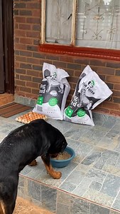 464 reactions · 46 comments | Feed Your Dog Good Food | Prodigy K9's | Facebook