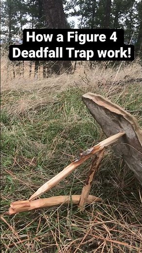 How a Figure 4 Deadfall trap works!