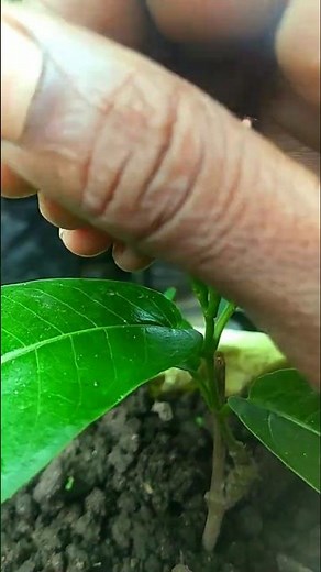 mandeville flowers plant #mandevilla #gardening #village vlog #mandeville plant #shotrs