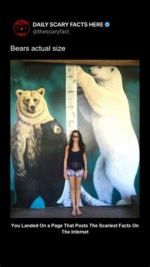 Most people underestimate just how massive bears really are. Standing upright, a grizzly can reach over 8 feet tall, with claws longer than a human finger and a bite strong enough to crush bone. Photographs showing their actual size often shock viewers — a reminder that in the wild, power and scale belong to nature, not us. 🔴 Follow @thescaryfact for more stunning and terrifying truths about the natural world. | thescaryfact