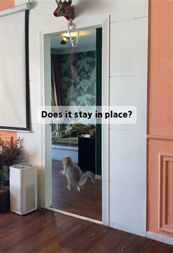 Many cat owners have already noticed this toy. #indoorcat #cattoys #happycode #electriccatteaser #CatFirstReaction