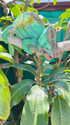 42K views · 380 reactions | As some of you know, I allow my...