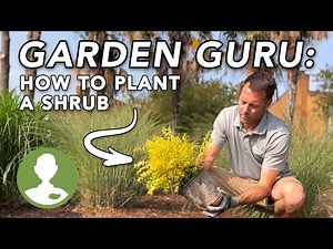 How to Plant a Shrub | Dig In