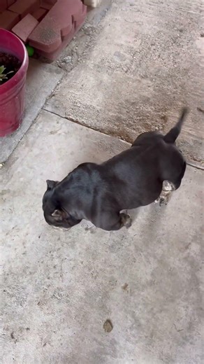 Extreme micro bully #americanbully #microbully #extreme #miniature