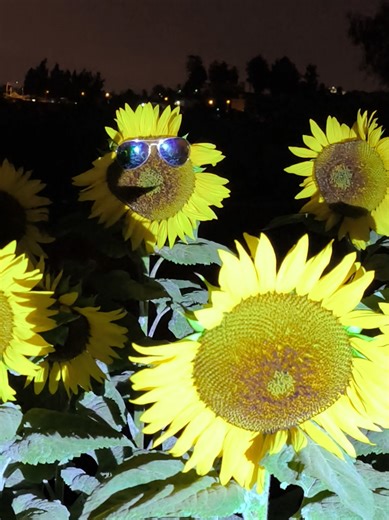 Visita el Jardín de los Girasoles en Arequipa