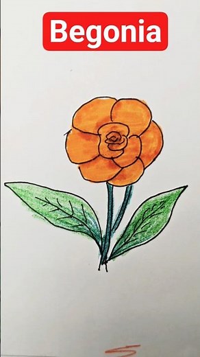 How to draw begonia flower? (step by step flower drawing tutorials)