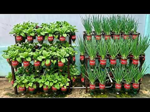 Grow Spinach in a Plastic Bottle - Perfect for Small Spaces