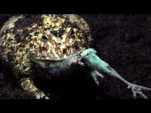 Pacman Frog / Warning Live Feeding