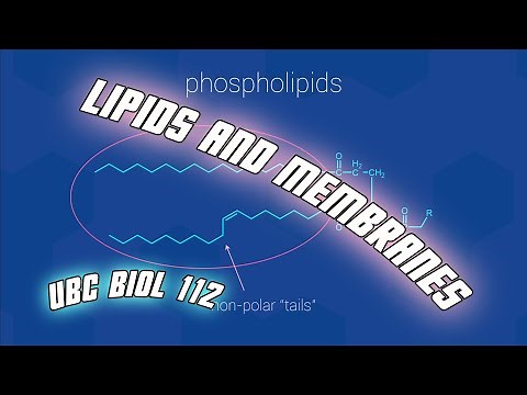 Lipids And Membranes - Biol 112 at UBC