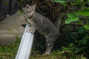 Here’s where the debunked claim that migrants were eating pets in Ohio originated