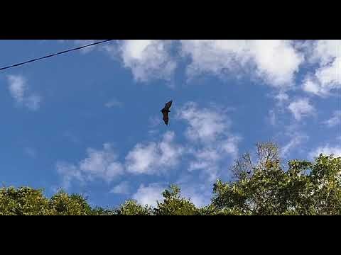 PTEROPUS is a genus of MEGABATS which are among the LARGEST BATS in the world FLYING FOX .mp4