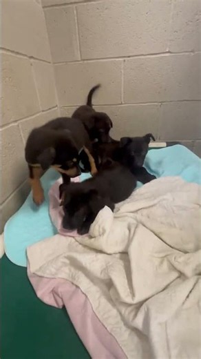 URGENT: Four Puppies Face Euthanasia Risk As Shelter Exceeds Capacity [STORY BELOW]
