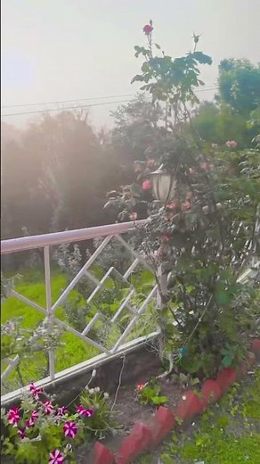 Shimla’s Hidden Gem: Summer Hills Morning View | Breathtaking Himalayas