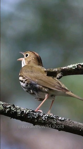 Hear the Oven Bird Song!