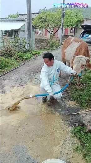 Extracting ruminal impaction in cattle with a gastric tube