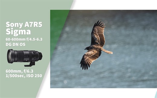 Sigma 60-600mm f4.5-6.3 DG DN OS 实测 用A7R5 拍鸟