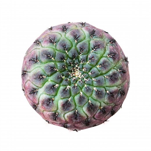 Live Cactus Succulents for Sale | RARE & Unique Shape Cactus Decor Ideas