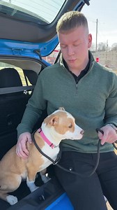 17 reactions | Meet our Pet of the Week, Fish Sticks #adoptdontshop #dogsoffacebook #binghamton #communitysupport #DIALKYLE #SUBARU | Matthews Auto | Facebook