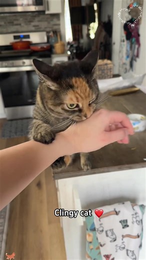 Clingy Cat Behavior Explained: Why Your Cat Needs You