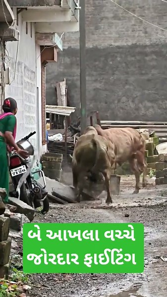 Intense fight between two bulls 😯😱 #fighting #sartanpar #viral #viral #trending #gujrat #nandi #t...