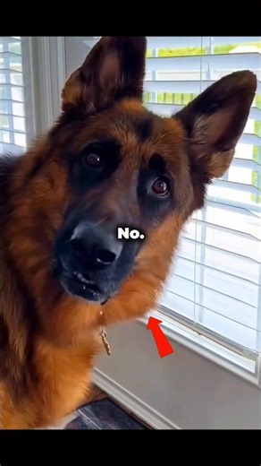 Dogs can understand human language 🤯🐶