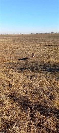 Sába Kincse Elza ( tücsök) első lőtt fácán elhozása.Van hova fejlődnünk de haladunk szépen előre. | Sába Kincse Magyar Vizsla Kennel